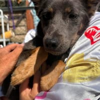 Sheena, female dog to adopt