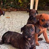 Apple, Orange, Pear, Plum and Melon, dog to adopt