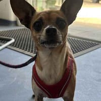 Rosey, female dog to adopt
