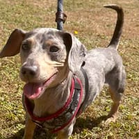 Slinky, dog to adopt