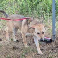 Pianka, suczka do adopcji