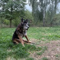 Merlin, pies do adopcji