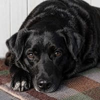 Goliat, pies do adopcji