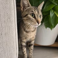 Zefirka, kotka do adopcji