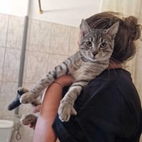 Marcel, kot do adopcji