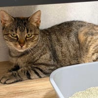 Jagódka, kotka do adopcji
