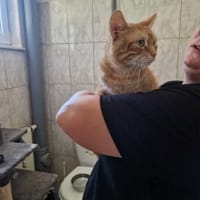 Garfield, kot do adopcji
