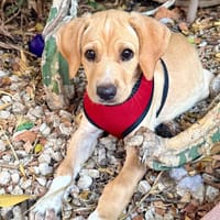 INDIE (MARTINA), chienne à adopter