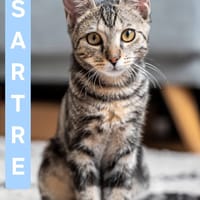 SARTRE À ADOPTER AVEC UN CHAT DÉJÀ PRÉSENT CHEZ VOUS, chat à adopter