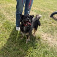 Wiesia, suczka do adopcji