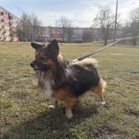 Borysek, pies do adopcji