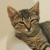 Cerise, chatte à adopter