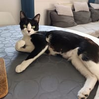 Sydney, chatte à adopter