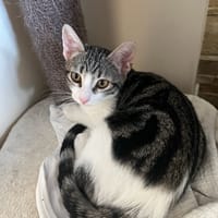 Becca, chatte à adopter