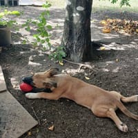 Isis la mini croisée malinoise, chienne à adopter