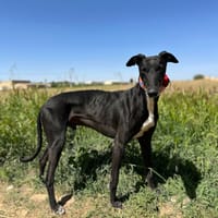 TOBO, chien à adopter