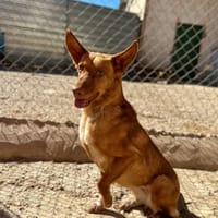 SILVITA, chienne à adopter