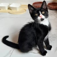 NOUCHKA, chatte à adopter
