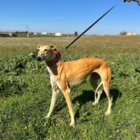 NAYRA, chienne à adopter