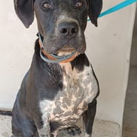 SALSA, chien à adopter