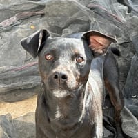 HELIO, chien à adopter