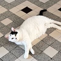 VODKA, chat à adopter