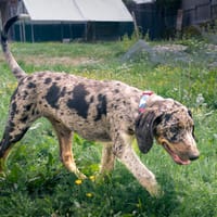 brownie, chien à adopter