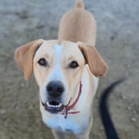 BRENDA, chienne à adopter