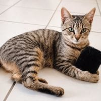 YUMI, chatte à adopter