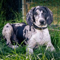 Bluey, chien à adopter