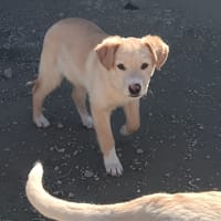 BROWN, chien à adopter