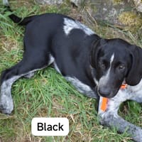 black, chien à adopter