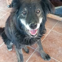 MANOLO, chien à adopter