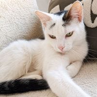 CHARLY, chat à adopter