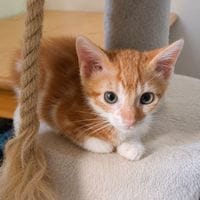 MALABAR, chat à adopter