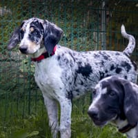 Ben & Jerry, chien à adopter