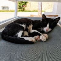 GASTON, chat à adopter
