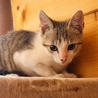 CALIN, chat à adopter