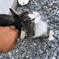 FRISBEE, chat à adopter