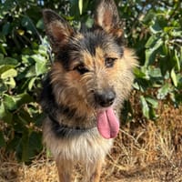 LUCAS, chien à adopter