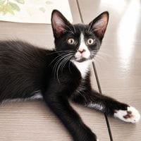 BIM, chat à adopter
