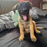 Aldo, le magnifico, chien à adopter
