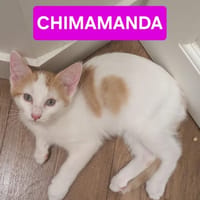 CHIMAMANDA À ADOPTER AVEC UN CHAT DÉJÀ PRÉSENT CHEZ VOUS, chatte à adopter