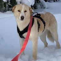 Woody sucht seine Familie, Hund zur Adoption
