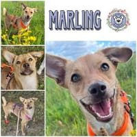 MARLING * weltoffene Frohnatur, Hündin zur Adoption