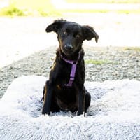 Unser süßer Wirbelwind Nala sucht ein neues Kuschelkörbchen, Hündin zur Adoption