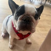Amy - Familie gesucht, Hündin zur Adoption
