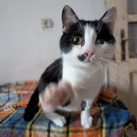 Unser bildhübscher Traumkater Liam sucht ein Zuhause, Kater zur Adoption