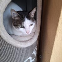 Trollo sucht liebe Menschen mit Katzenverstand, Kater zur Adoption