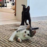 Momo & Luna suchen gemeinsam ein Zuhause, Kater zur Adoption